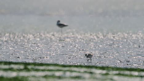 Cute-baby-Kluut-bird-wander-explore-exposed-seabed-during-low-tide