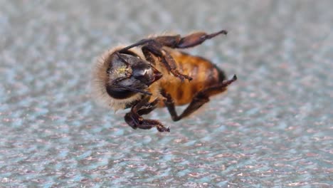 Eine-Honigbiene,-Die-Während-Einer-35-Grad-Hitzewelle-Im-Vereinigten-Königreich-2022,-Teil-1,-An-Hitzschlag-Leidet