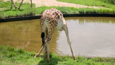 Cute-Giraffe-drinks-water-from-a-pond-in-Seoul-Grand-Park-Zoo-daytime