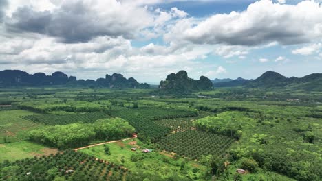 Flying-Over-Agricultural-Plantation-With-Growing-Palm-Trees-Near-Amphoe-Mueang-Krabi,-Thailand
