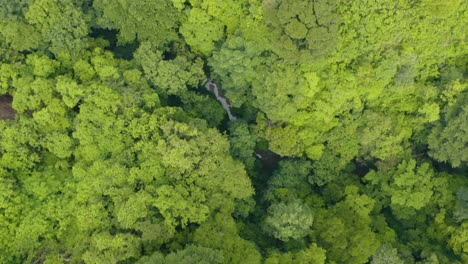 Drone-capture-the-aerial-view-of-lush-green-tree-in-Guatemala-City