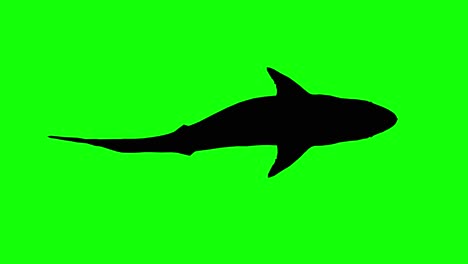 Silhouette-of-a-great-white-shark-swimming-on-green-screen,-top-view