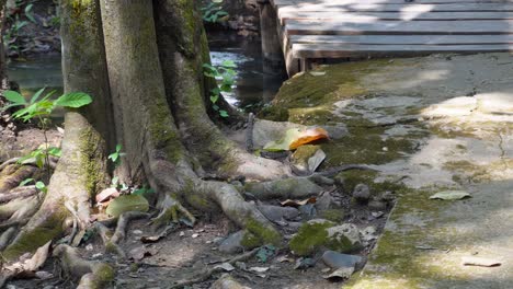 Mitten-Im-Dschungel-Im-Sai-Yok-Nationalpark-In-Thailand-In-Asien-Wird-Eine-Kleine,-Aber-Sehr-Giftige-Schlange-Gesichtet