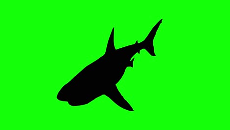 Silhouette-of-a-great-white-shark-swimming-on-green-screen,-perspective-view