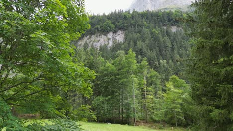 árboles-Altos-Revelados-Por-Un-Movimiento-De-Retroceso-Del-Dron-Mavic-En-Los-Alpes-Suizos-Cerca-De-Las-Montañas-Rocosas,-Obwalden