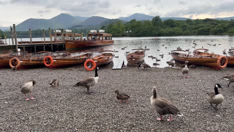Rowing-boat-and-jetty-on-the-shore-of-Derwentwater,-with-ducks-and-geese-Keswick-town,-Lake-District-National-Park,-Cumbria,-England-1
