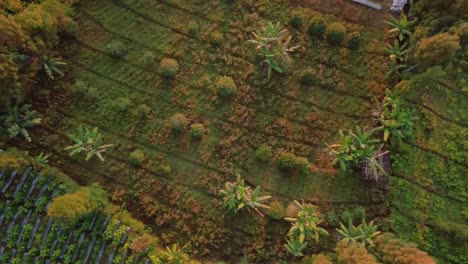 Aerial-overhead-shot-of-largest-tobbaco-plantation-on-the-slope-of-sindoro-mountain-in-Temanggung,-central-java,-Indonesia