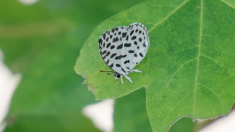 The-Common-Pierrot-butterfly-perched-on-a-green-leaf