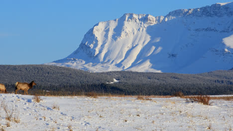 Herd-of-elk-grazing-in-snowy-landscape,-snow-covered-mountains