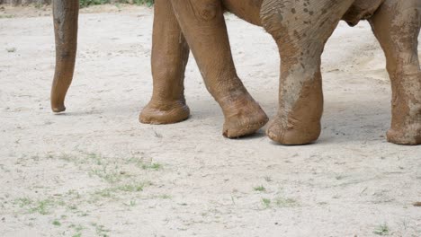 Elephant-legs-walking-out-of-a-puddle-covered-with-mud