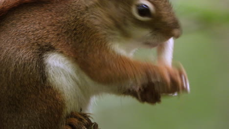 Close-up-hot-of-a-Squirrel-eating-mushroom-outside-in-the-Wild-nature