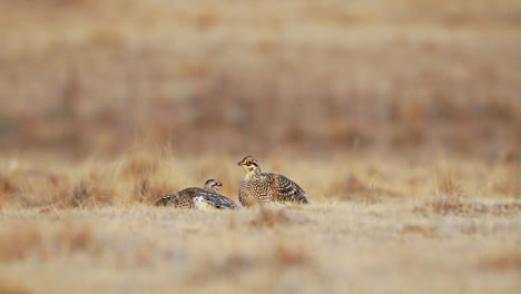 Territorial-Sharptail-Grouse-fighting-for-dominance-on-lek,-North-America