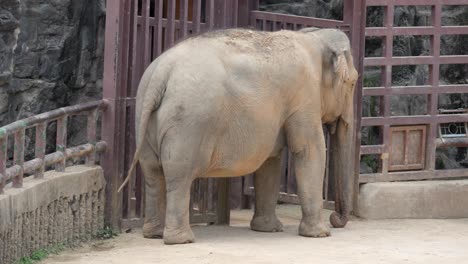 Lonely-Elephant-standing-in-a-Yard-by-the-Fence-of-Seoul-Grand-Park-Zoo-in-South-Korea