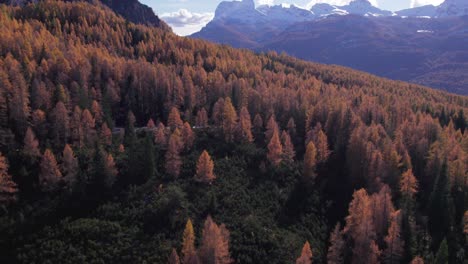 Colored-autumn-pine-tree-forest-in-Dolomites-mountain-range,-aerial