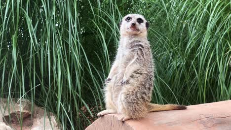 Medium-close-up-of-a-meerkat-standing-on-a-log,-keeping-watch