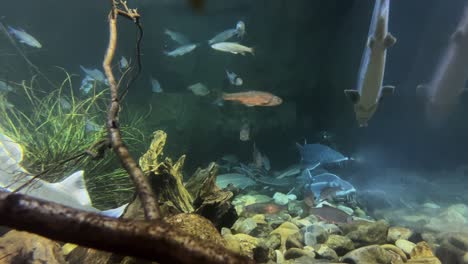 Pov-wide-shot-of-looking-into-a-sweet-water-aquarium-in-a-local-zoo
