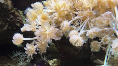 Gelbe-Weichkorallen,-Die-Sich-In-Einem-Aquarium-Im-Wasser-Bewegen