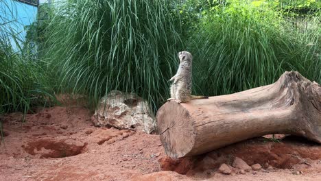 Wide-shot-of-a-meerkat-standing-on-a-log,-keeping-watch