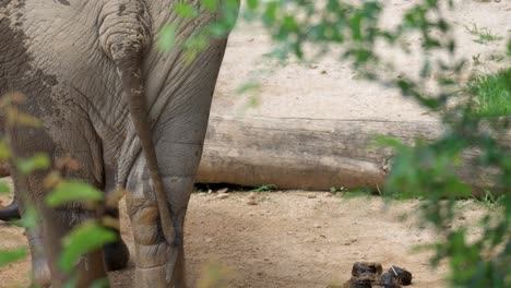 Rückansicht-Von-Elefanten,-Die-An-Einem-Sonnigen-Tag-In-Einer-Afrikanischen-Savanne-Aus-Einer-Schlammigen,-Mit-Schlamm-Bedeckten-Pfütze-Herausgehen