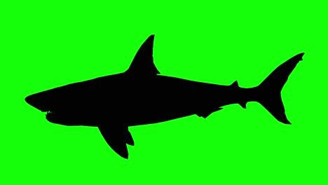 Silhouette-of-a-great-white-shark-swimming-on-green-screen,-side-view