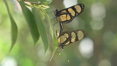 Paarung-Des-Schmetterlings,-Bekannt-Als-Manaca-Schmetterling-