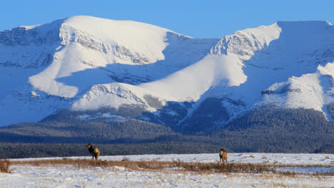 Pair-of-elk-grazing-in-snow-covered-wilderness-of-Alberta,-Canada