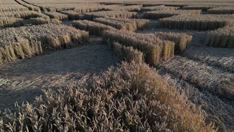 Crop-Circle-Pattern-By-Ripe-Cereals-In-The-Field-Of-Micheldever-Station-In-UK