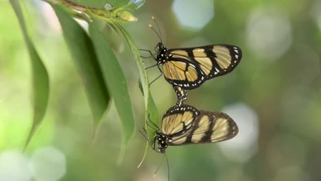 Paarung-Der-Art--Manaca-Schmetterling