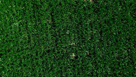 Green-corn-field-from-above,-top-down-drone-view
