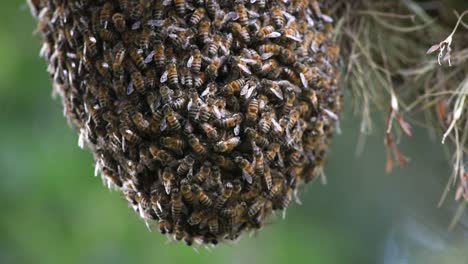 Detail-Der-Entstehung-Eines-Bienenschwarms