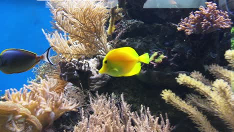 Wide-shot-of-a-yellow-tang-swimming-in-an-aquarium