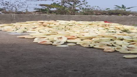 The-pile-of-dried-papaya-at-the-farming-field-in-India