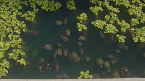 Hunderte-Von-Rotohr-Schmuckschildkröten-Bewohnen-Den-See-Im-Echo-Park