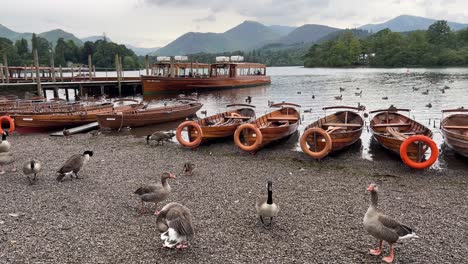Rowing-boat-and-jetty-on-the-shore-of-Derwentwater,-with-ducks-and-geese-Keswick-town,-Lake-District-National-Park,-Cumbria,-England