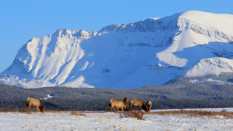 Herd-Of-Elk-Foraging-Food-On-The-Ground-With-Snow-covered-Mountains-In-The-Background-At-Winter-In-Alberta,-Canada