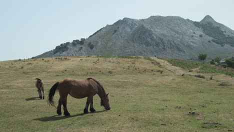 Statischer-Schuss-Des-Schönen-Bretonischen-Pferdes,-Das-Grünes-Gras-Weiden-Lässt,-Berghintergrund,-Anboto-Vizcaya,-Spanien