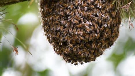 Bienen-Bilden-Einen-Schwarm-Auf-Dem-Baum