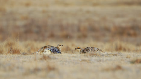 Sharp-tailed-Grouse-on-lek-competing-for-dominance,-low-angle-static