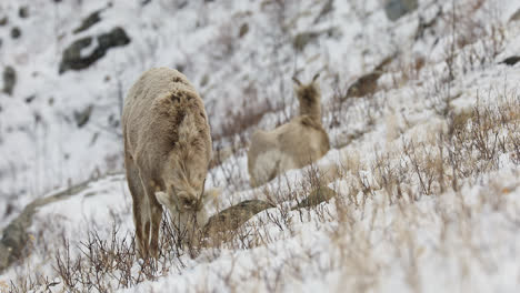 Bighorn-Sheep-Digging-Snowy-Hills-To-Forage-Food-At-Winter-In-Alberta,-Canada
