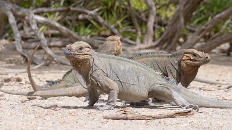 Iguanas-Del-Desierto-En-El-árido-Desierto-De-La-República-Dominicana