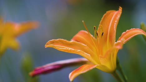 Schöne-Orange-Blume-An-Einem-Bewölkten-Tag