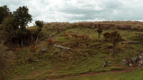 Herd-of-deer-standing-on-slope-of-small-hill-anxiously-looking-at-camera