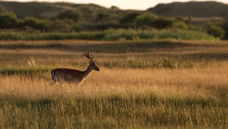 Fallow-deer-buck-on-leisurely-stroll-through-meadow-at-golden-hour