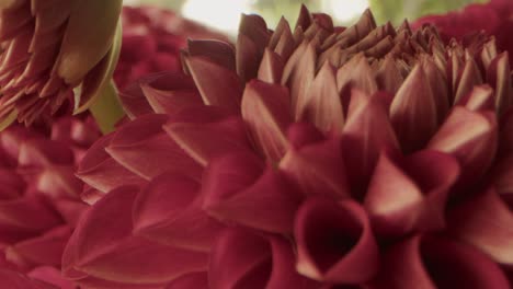 Camera-hovers-above-a-red-dahlia-blossoming