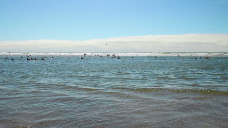 Extreme-wide-shot-of-Brown-Pelicans-feeding-on-in-shallows-off-Oregon-coast