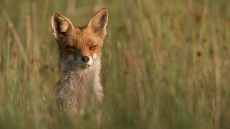 Close-up-of-a-lone-fox-in-a-grassy-field-intensely-staring-at-the-camera