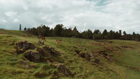 Deer-standing-on-grass-hill,-large-herd-of-deer-running-uphill-in-background,-cinematic-aerial