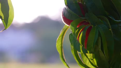 Peaches-growing-on-tree