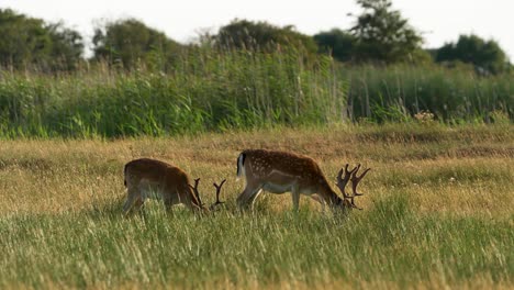 Deer-buck-pair-grazing-in-dutch-meadow-in-golden-sunset-sunlight-glow