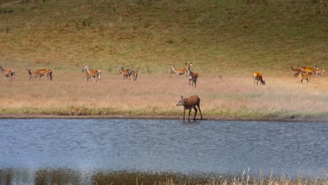 Deer-drinking-from-fresh-water-lake-with-herd-standing-behind-it,-slow-motion